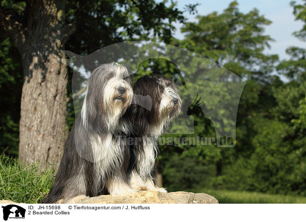 2 Bearded Collies / JH-15698