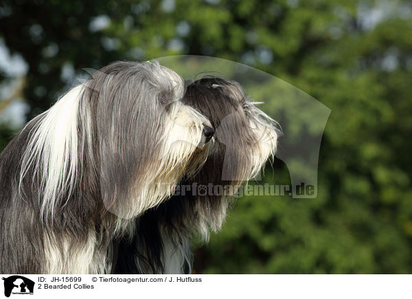 2 Bearded Collies / JH-15699