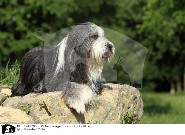 liegender Bearded Collie / lying Bearded Collie / JH-15705