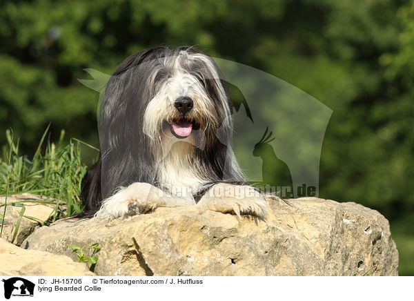 liegender Bearded Collie / lying Bearded Collie / JH-15706