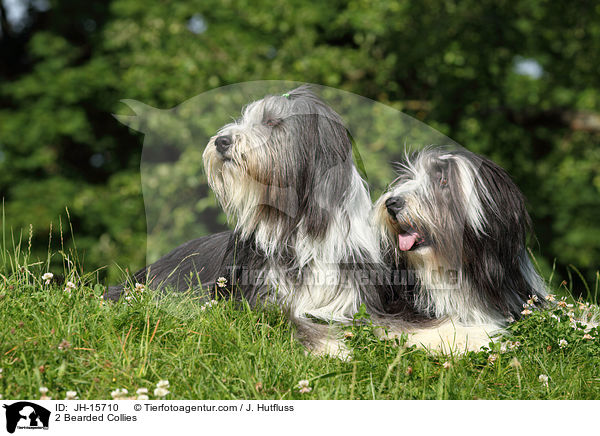 2 Bearded Collies / JH-15710