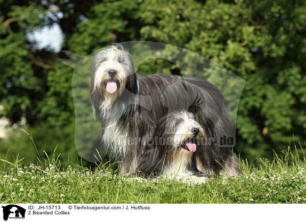 2 Bearded Collies / JH-15713