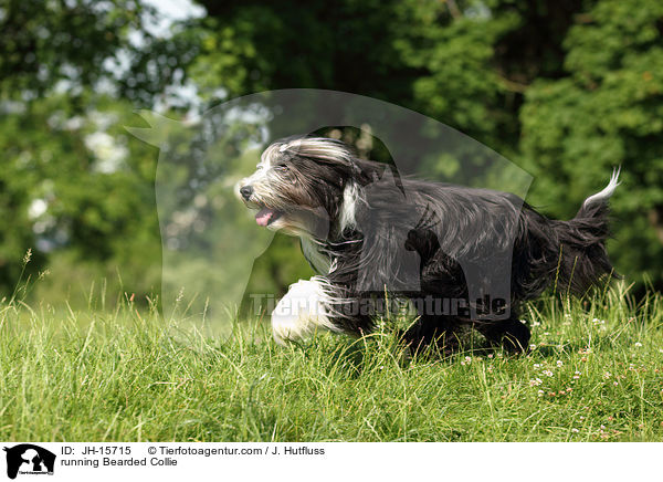 running Bearded Collie / JH-15715