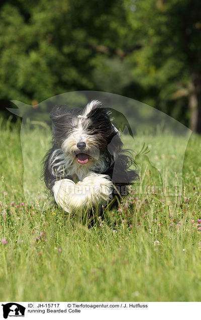 running Bearded Collie / JH-15717