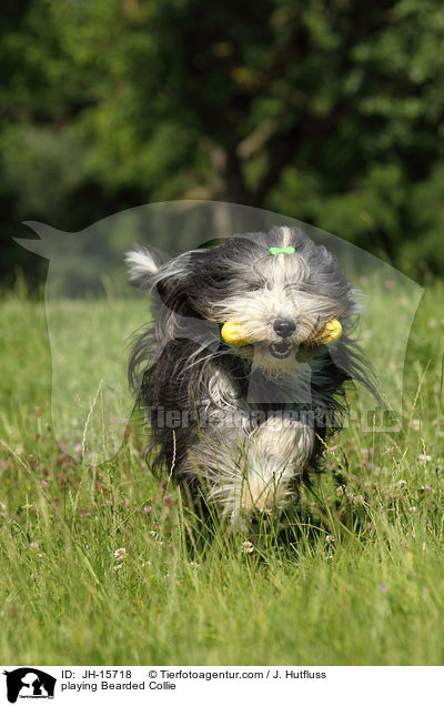 spielender Bearded Collie / playing Bearded Collie / JH-15718
