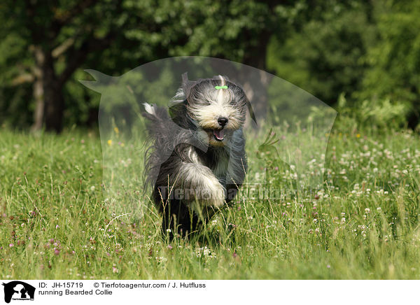 running Bearded Collie / JH-15719