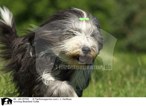 running Bearded Collie / JH-15720