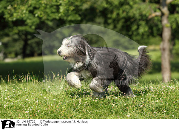 rennender Bearded Collie / running Bearded Collie / JH-15722