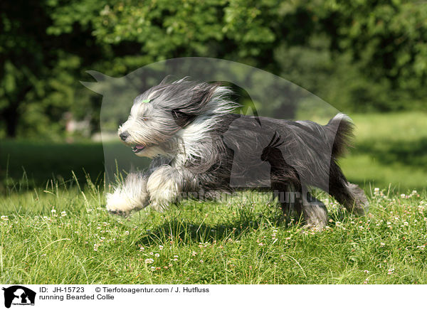 running Bearded Collie / JH-15723