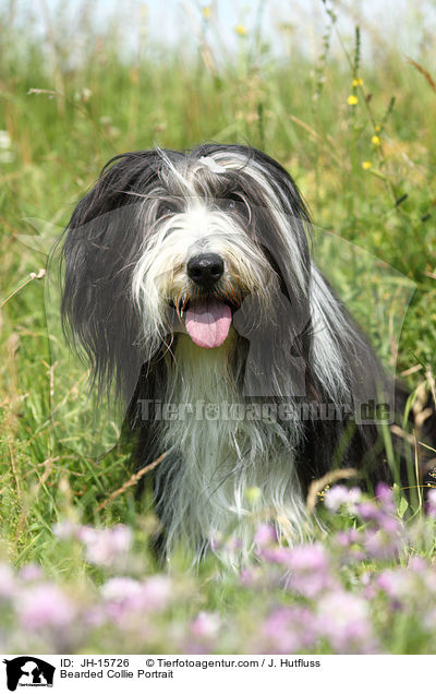 Bearded Collie Portrait / JH-15726