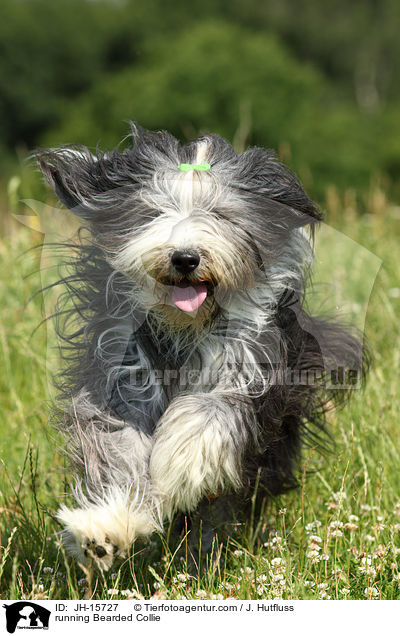 running Bearded Collie / JH-15727