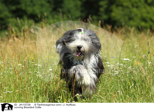 running Bearded Collie / JH-15728