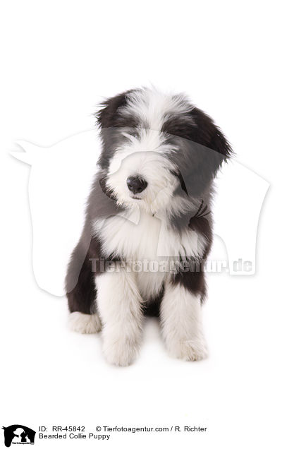 Bearded Collie Welpe / Bearded Collie Puppy / RR-45842