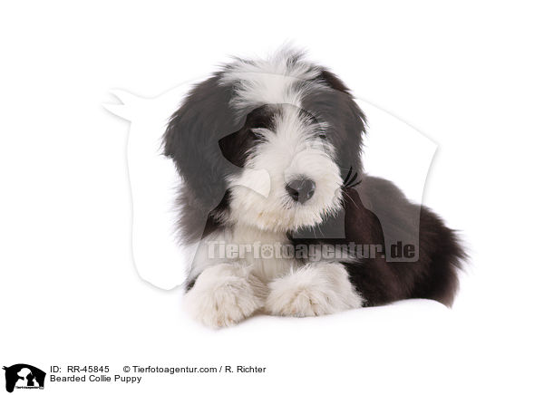 Bearded Collie Welpe / Bearded Collie Puppy / RR-45845