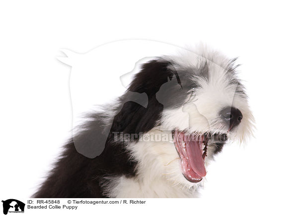 Bearded Collie Welpe / Bearded Collie Puppy / RR-45848