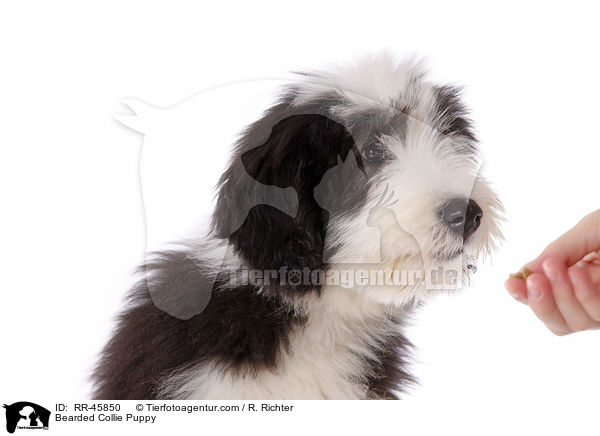 Bearded Collie Welpe / Bearded Collie Puppy / RR-45850