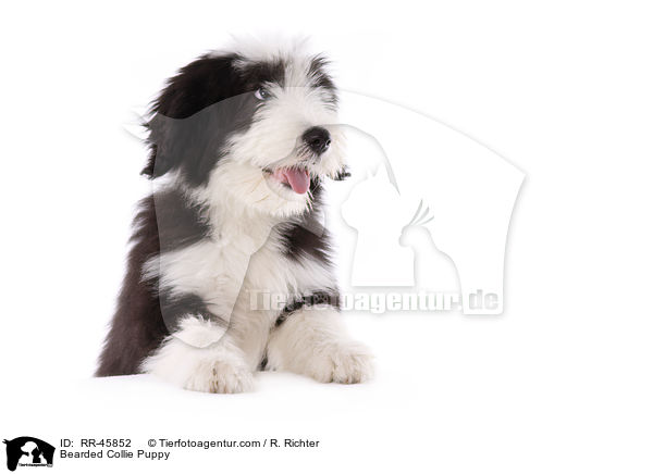 Bearded Collie Welpe / Bearded Collie Puppy / RR-45852