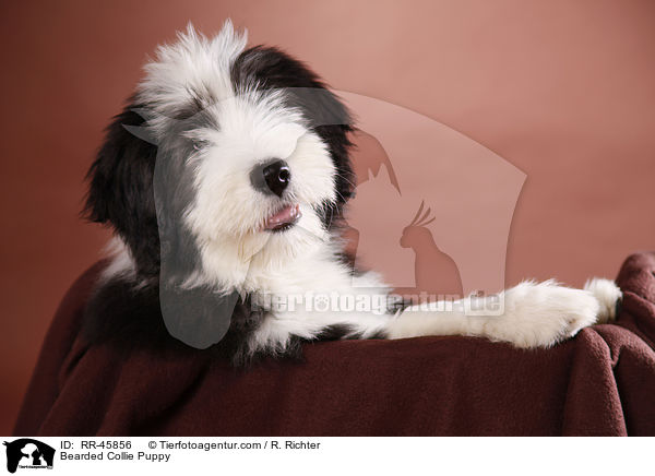 Bearded Collie Welpe / Bearded Collie Puppy / RR-45856