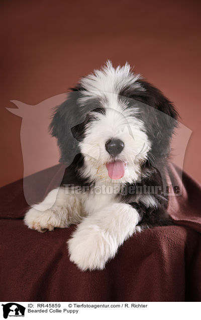 Bearded Collie Puppy / RR-45859