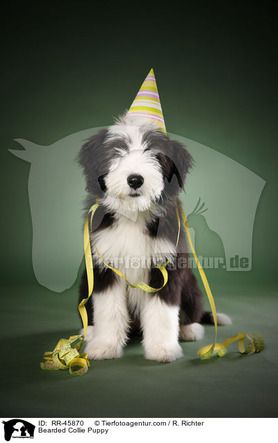 Bearded Collie Puppy / RR-45870