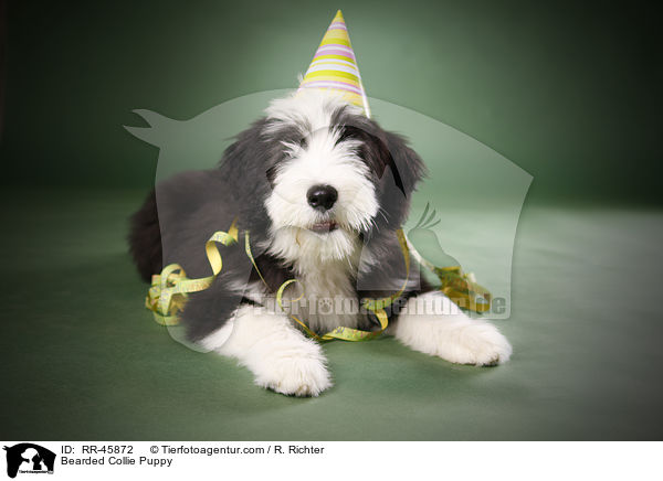 Bearded Collie Welpe / Bearded Collie Puppy / RR-45872