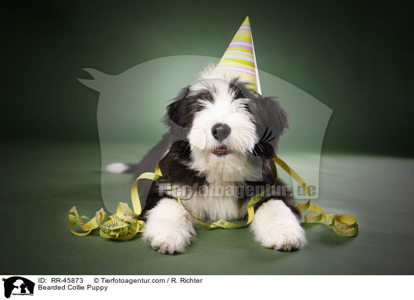 Bearded Collie Puppy / RR-45873