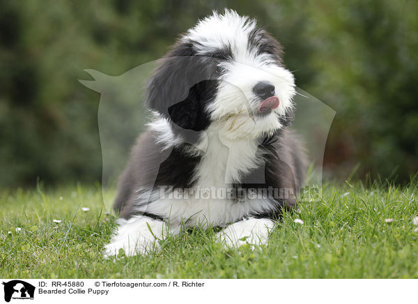 Bearded Collie Puppy / RR-45880