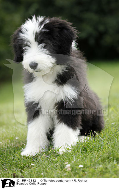 Bearded Collie Puppy / RR-45882