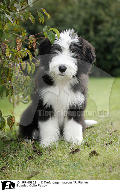 Bearded Collie Welpe / Bearded Collie Puppy / RR-45892