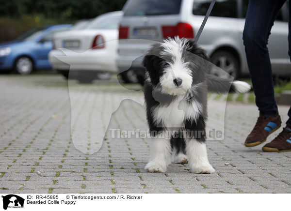 Bearded Collie Welpe / Bearded Collie Puppy / RR-45895