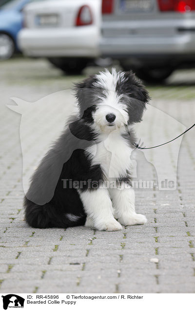 Bearded Collie Welpe / Bearded Collie Puppy / RR-45896