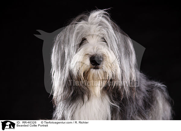 Bearded Collie Portrait / Bearded Collie Portrait / RR-46326