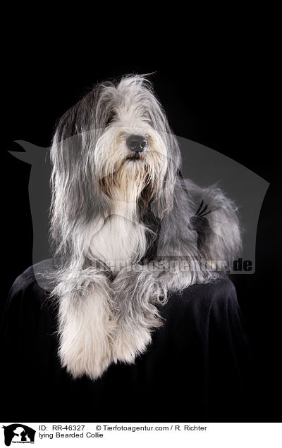 liegender Bearded Collie / lying Bearded Collie / RR-46327