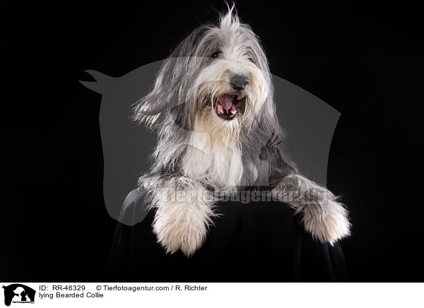 liegender Bearded Collie / lying Bearded Collie / RR-46329