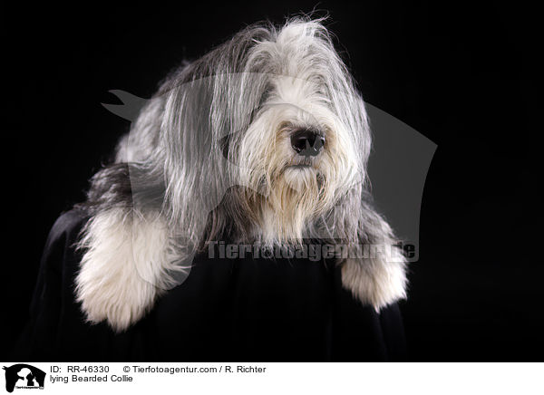 liegender Bearded Collie / lying Bearded Collie / RR-46330