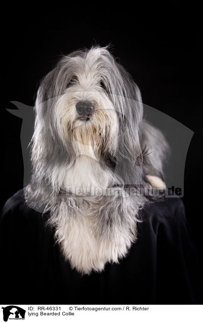 liegender Bearded Collie / lying Bearded Collie / RR-46331