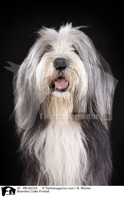 Bearded Collie Portrait / Bearded Collie Portrait / RR-46334