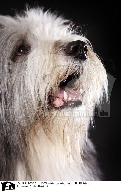 Bearded Collie Portrait / Bearded Collie Portrait / RR-46335