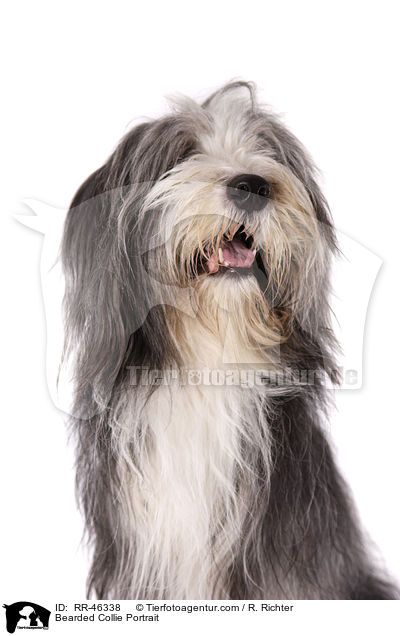 Bearded Collie Portrait / Bearded Collie Portrait / RR-46338