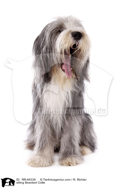 sitzender Bearded Collie / sitting Bearded Collie / RR-46339