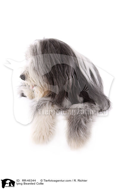 liegender Bearded Collie / lying Bearded Collie / RR-46344