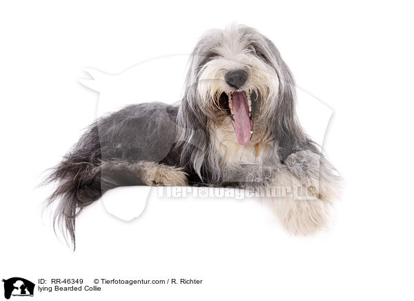 liegender Bearded Collie / lying Bearded Collie / RR-46349