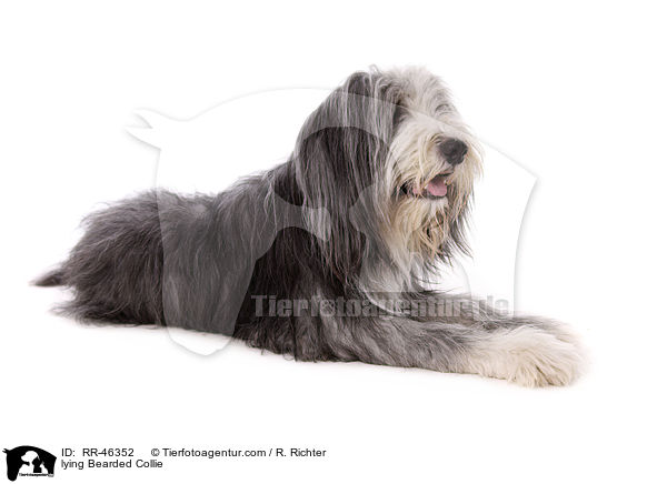 liegender Bearded Collie / lying Bearded Collie / RR-46352