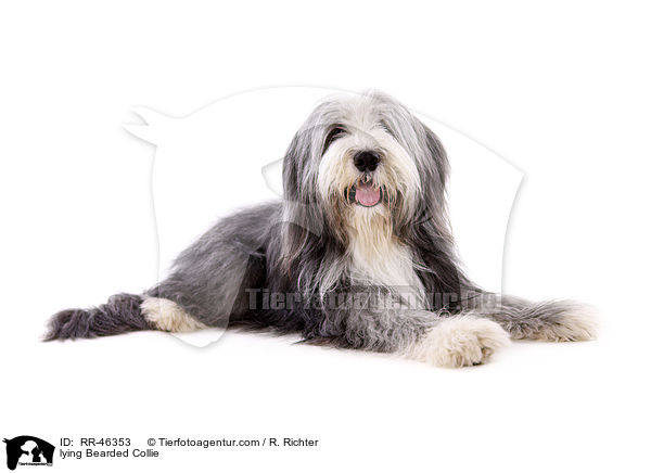 liegender Bearded Collie / lying Bearded Collie / RR-46353