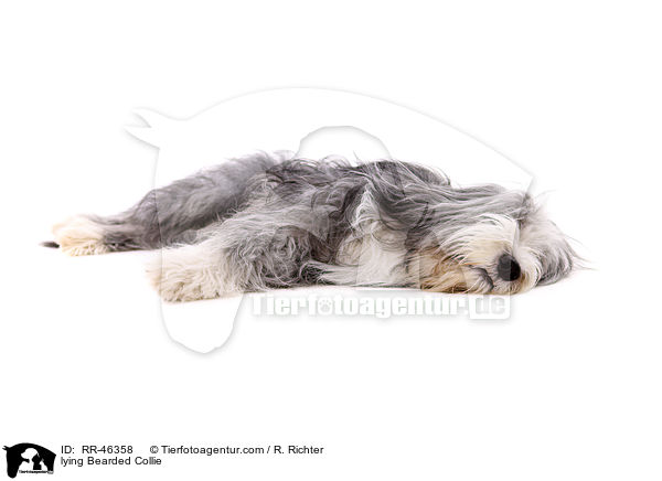 liegender Bearded Collie / lying Bearded Collie / RR-46358