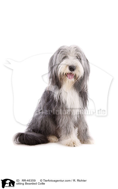 sitzender Bearded Collie / sitting Bearded Collie / RR-46359