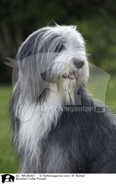 Bearded Collie Portrait / Bearded Collie Portrait / RR-46361