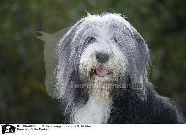 Bearded Collie Portrait / Bearded Collie Portrait / RR-46365