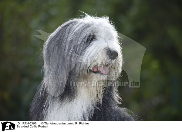 Bearded Collie Portrait / Bearded Collie Portrait / RR-46366