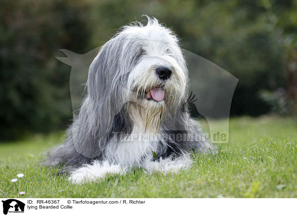 liegender Bearded Collie / lying Bearded Collie / RR-46367